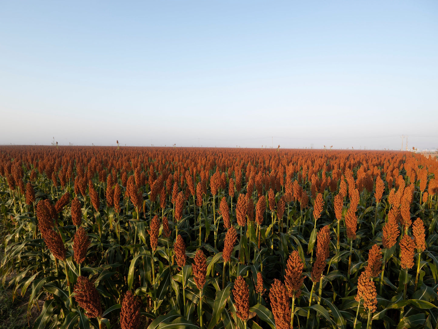 50 DELLA SORGHUM Bicolor Syrup Flour Grain Vegetable Seeds