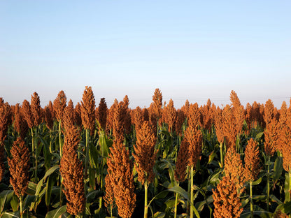 100 Wild Game FOOD PLOT SORGHUM aka Milo Deer & Game Bird Bicolor Seeds