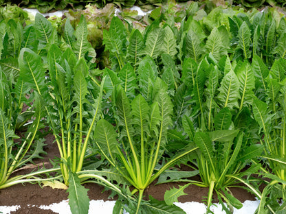 800 EMERALD CATALOGNA ENDIVE Italian Chicory Cichorium Endivia Seeds