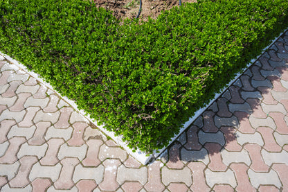 35 EUROPEAN PRIVET HEDGE Common Wild Ligustrum Vulgare Flower Shrub Seeds