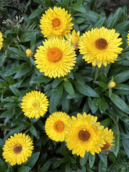 50 YELLOW DOUBLE STRAWFLOWER  Xerochrysum Bracteatum Helichrysum Flower Seeds
