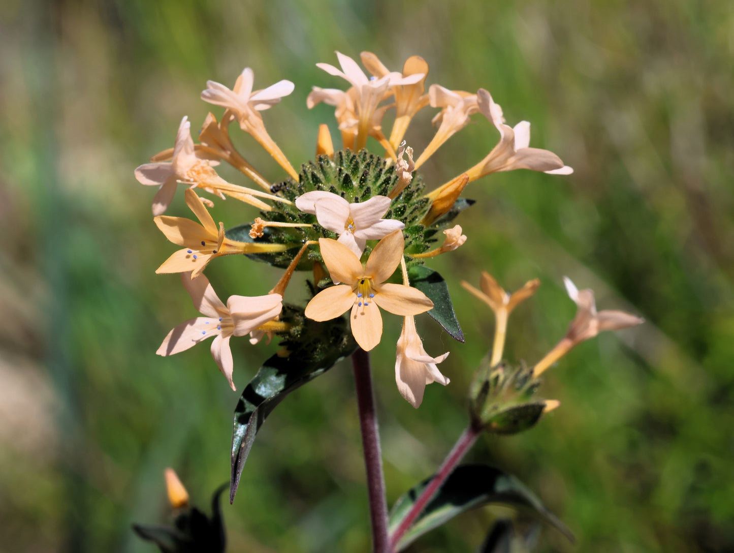 100 LARGE FLOWERED PHLOX Collomia Grandiflora Flower Seeds