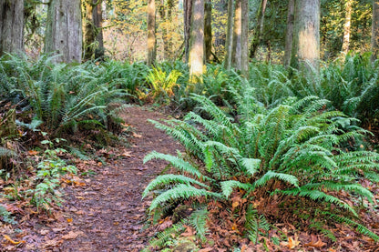 1500 Western SWORD FERN Giant Holly Swordfern Polystichum Munitum Aspidium Solitarium Spores Seeds