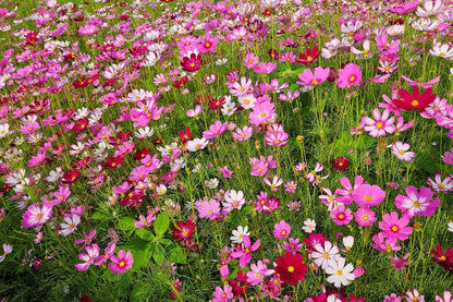 350 COSMOS SENSATION MIX Mixed Colors Cosmos Bipinnatus Flower Seeds