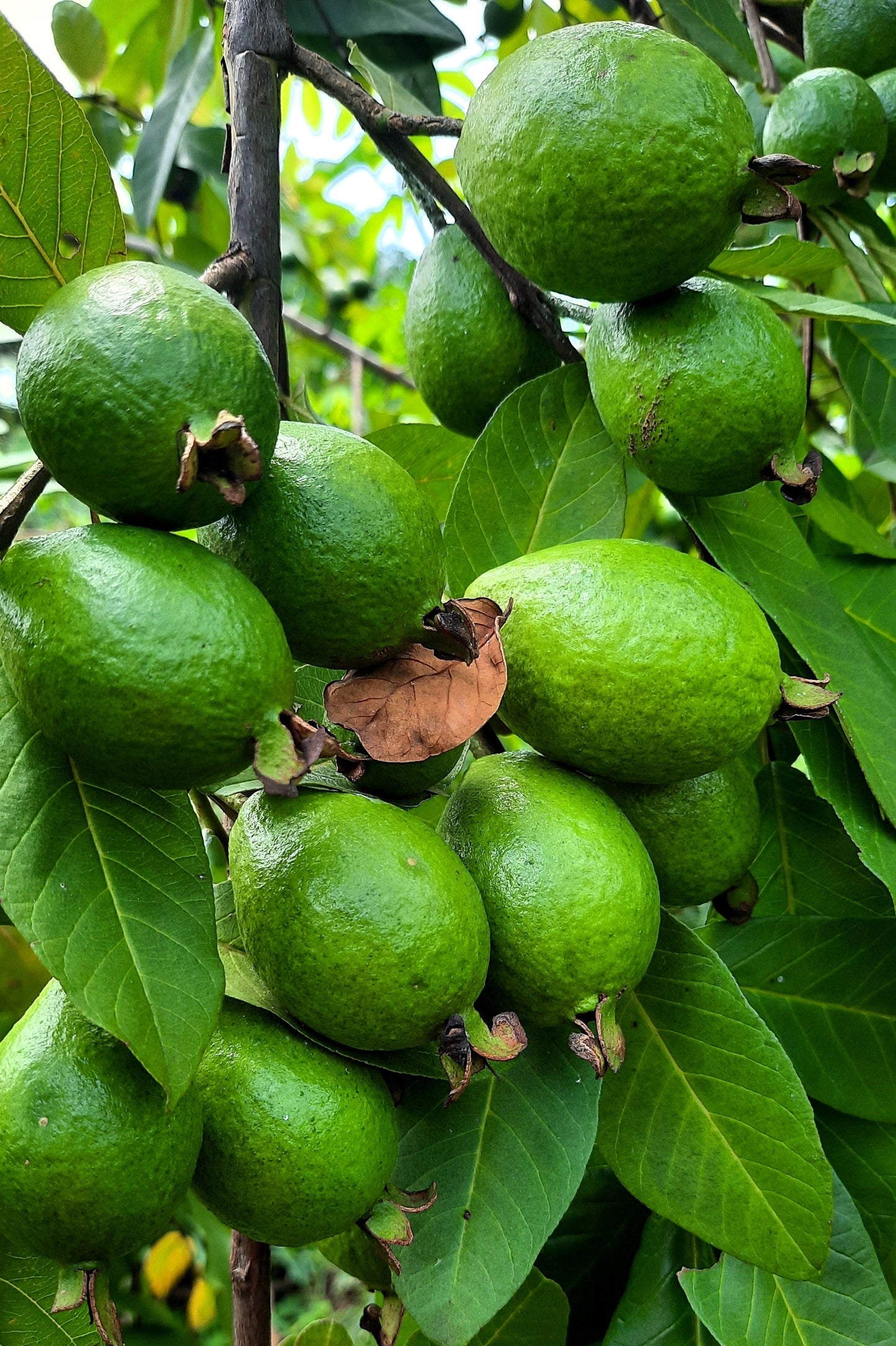 20 GUAVA FRUIT Tree Shrub Psidium Guajava White Flowers Fruit Seeds