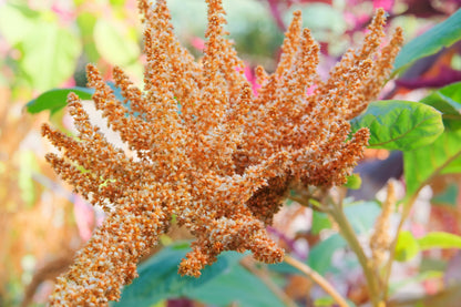 100 Pastel AUTUMNS TOUCH AMARANTHUS Cruentus Bronze Coral Apricot Flower Seeds