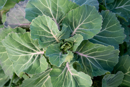 1500 MORRIS HEADING COLLARDS Collard Green Brassica Oleracea Vegetable Seeds