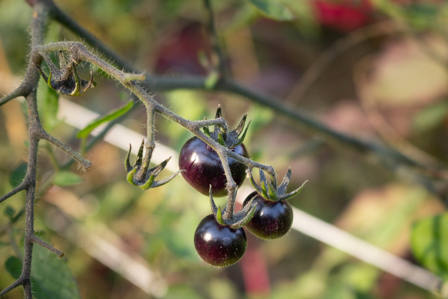 50 BLACK CHERRY TOMATO Black Skin Sweet Round Lycopersicon Fruit Vegetable Seeds