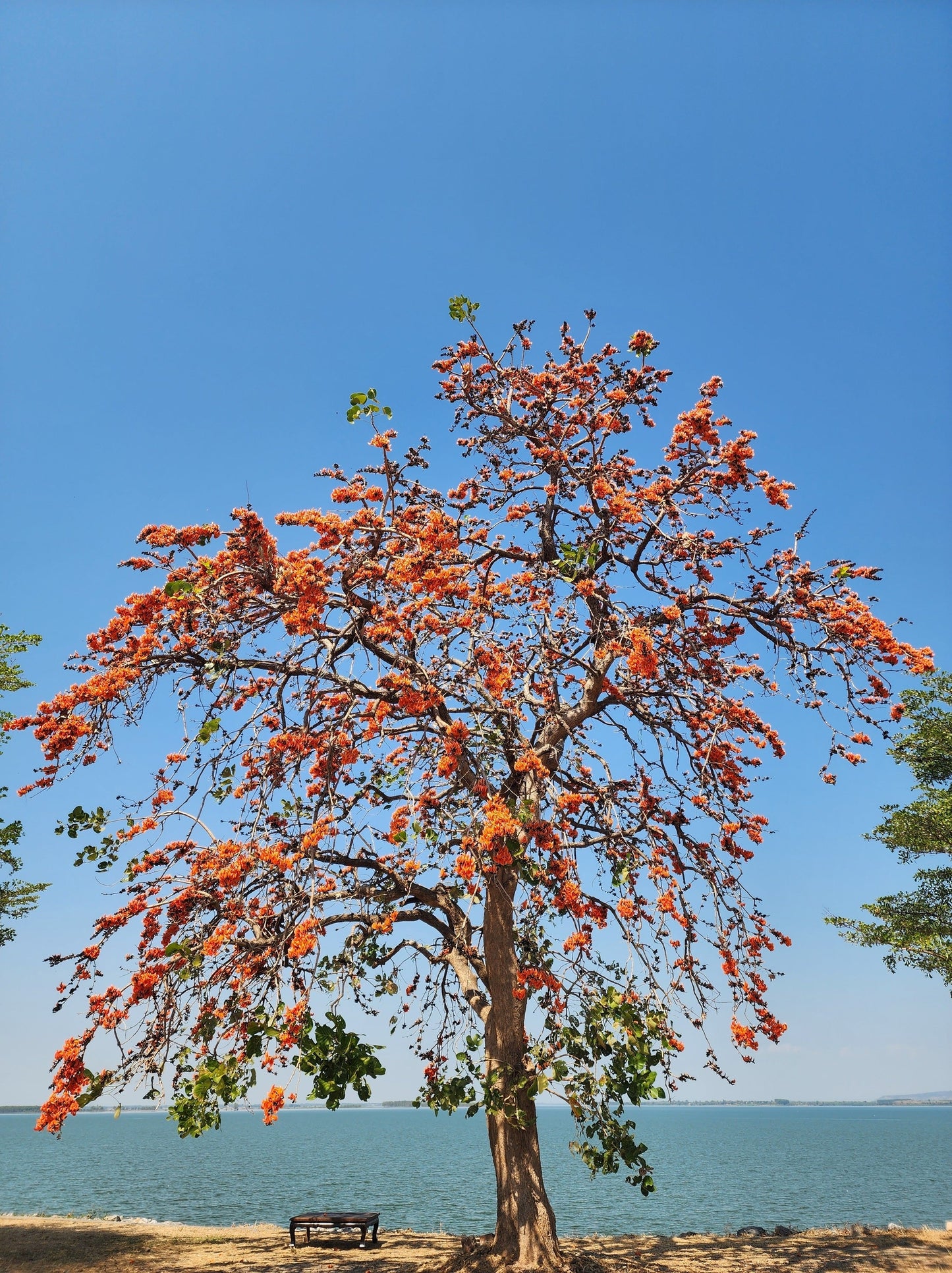 5 FLAME OF THE FOREST Tree Butea Monosperma Palash Orange Red Flower Seeds