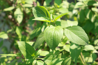 500 ANISE PERSIAN BASIL Ocimum Basilicum Herb Flower Seeds