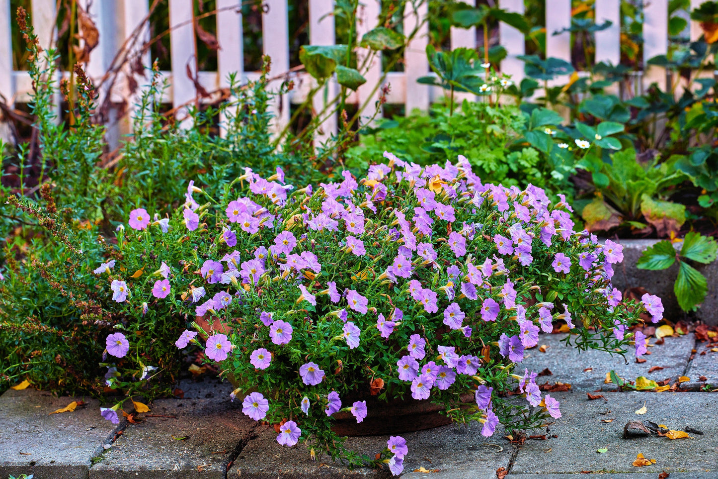 250 PURPLE Robe CUP FLOWER Nierembergia Hippomanica Caerulea Seeds