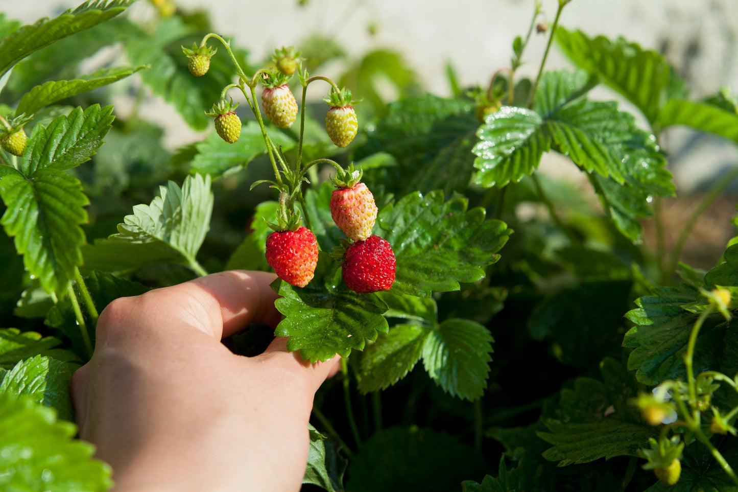 100 VESCA BARON STRAWBERRY Solemacher Berry Fragari Fruit Seeds