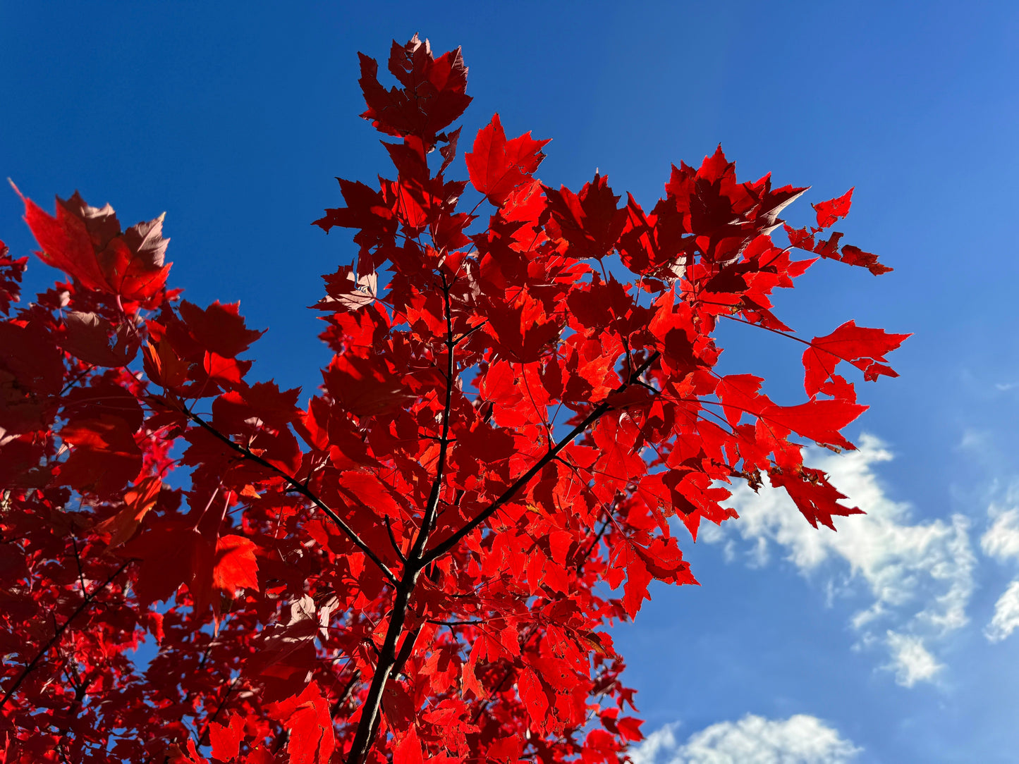 25 Scarlet CAROLINA RED MAPLE Tree Acer Rubrum Seeds