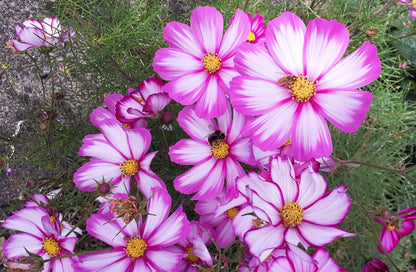 300 CANDY STRIPE COSMOS Bipinnatus Pink White Flower Seeds