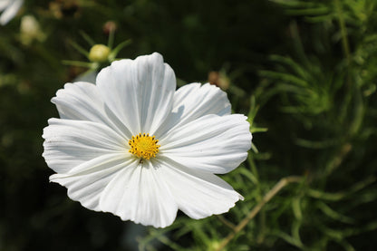 350 PURITY WHITE COSMOS Cosmos Bipinnatus Flower Seeds