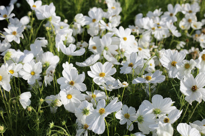 350 PURITY WHITE COSMOS Cosmos Bipinnatus Flower Seeds