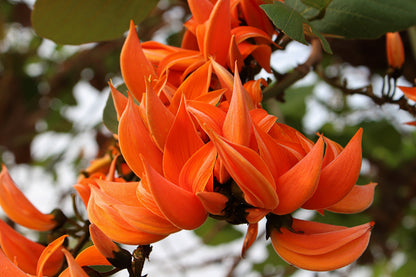 5 FLAME OF THE FOREST Tree Butea Monosperma Palash Orange Red Flower Seeds