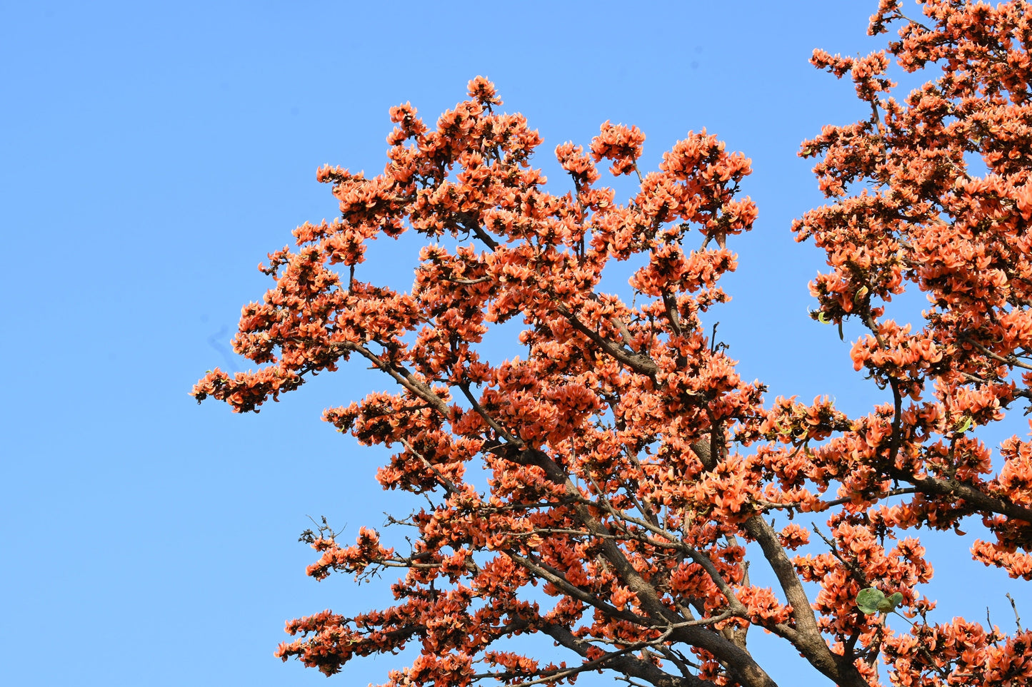 5 FLAME OF THE FOREST Tree Butea Monosperma Palash Orange Red Flower Seeds