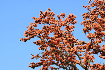 5 FLAME OF THE FOREST Tree Butea Monosperma Palash Orange Red Flower Seeds