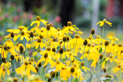 100 YELLOW CONEFLOWER Ratibida Pinnata Flower Seeds