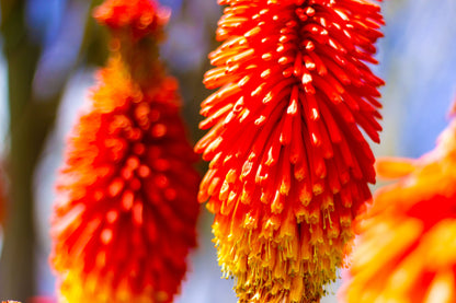 50 TORCH LILY Red Hot Poker / Tritoma / Kniphofia Uvaria Flower Seeds