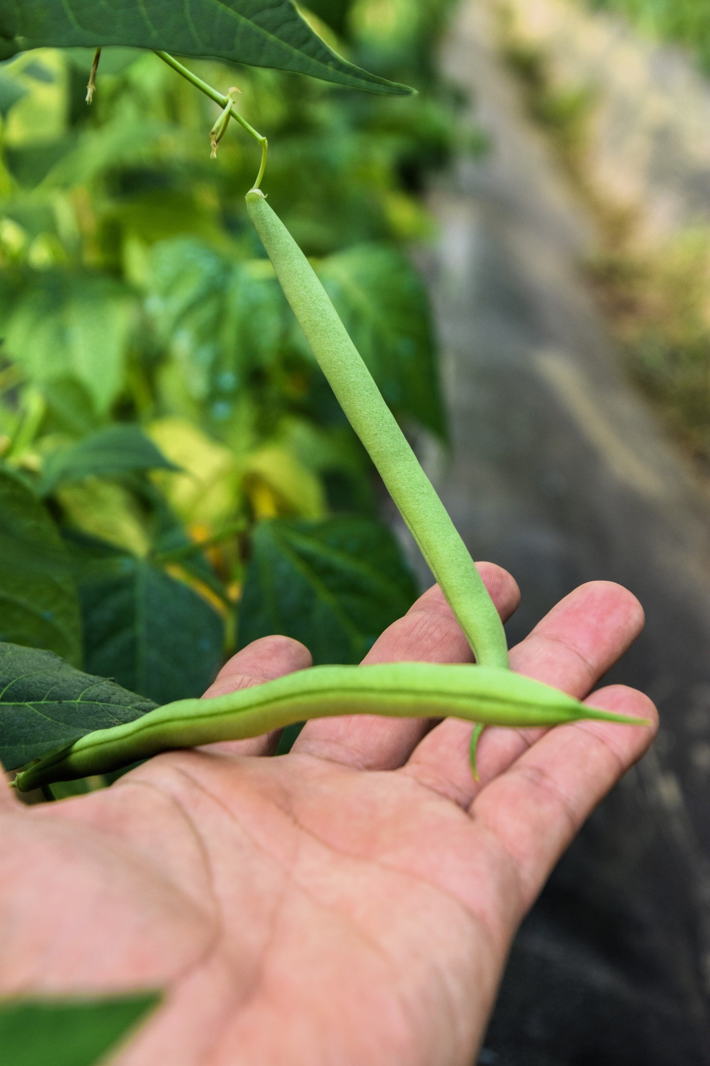 50 TENDERGREEN GREEN BEAN Phaseolus Vulgaris Vegetable Seeds
