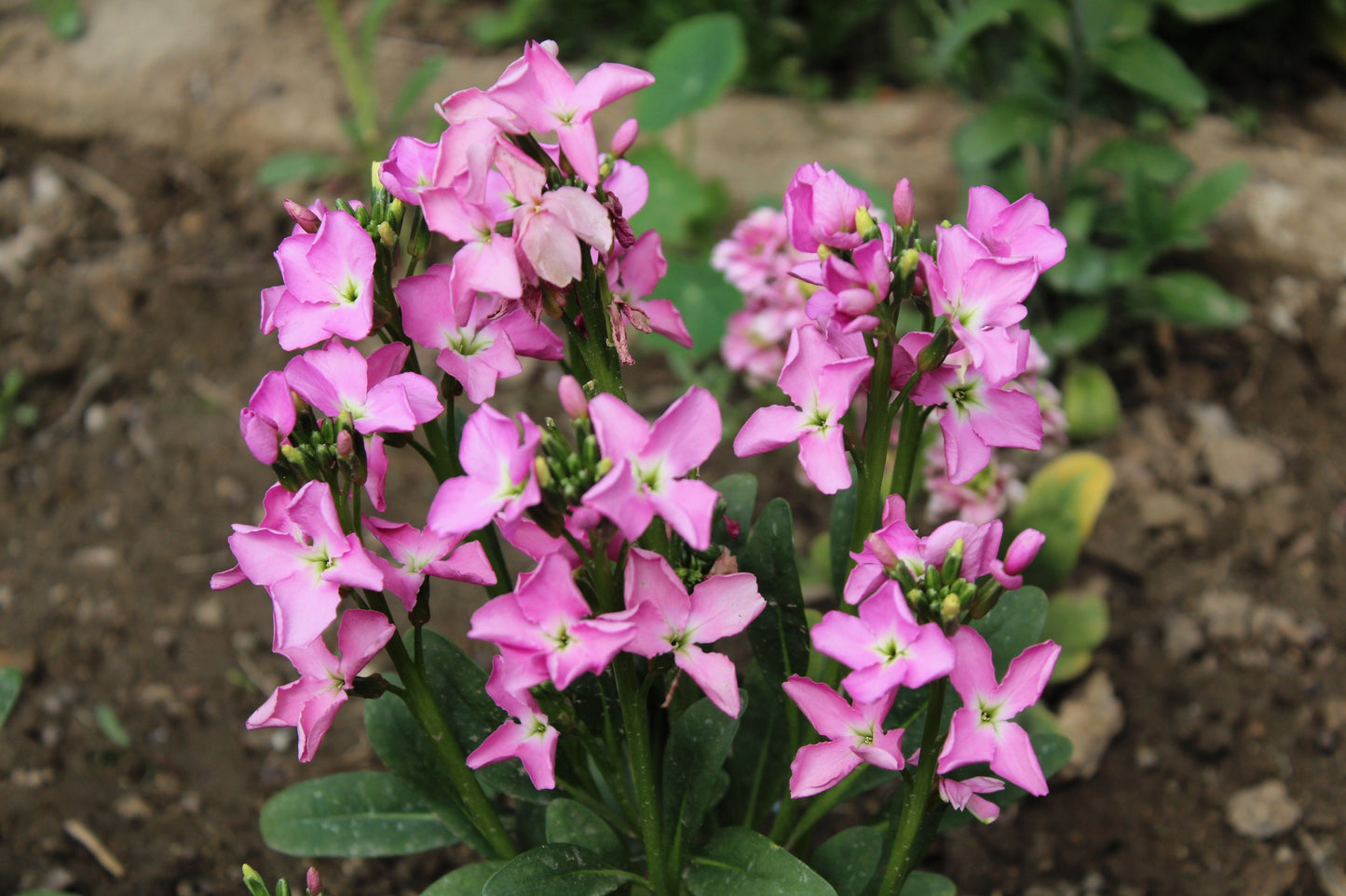 1000 EVENING (night) SCENTED STOCK Matthiola Longipetala Bicornis Flower Seeds