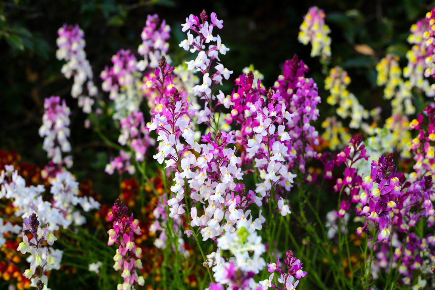 2000 Mixed MOROCCAN TOADFLAX / SNAPDRAGON Linaria Maroccana Flower Seeds