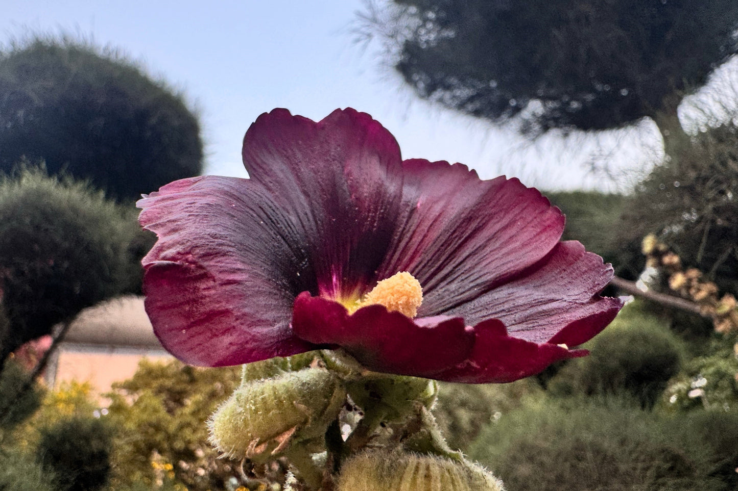 25 BURGUNDY RED HOLLYHOCK Alcea Rosea Flower Seeds Perennial