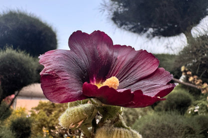 25 BURGUNDY RED HOLLYHOCK Alcea Rosea Flower Seeds Perennial
