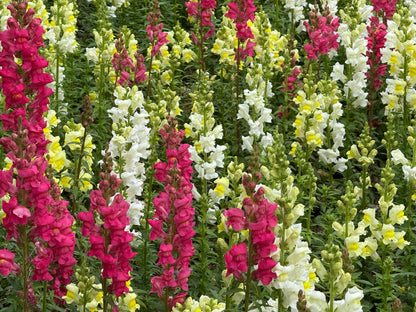 2000 SNAPDRAGON CORONA MIX Antirrhinum Majus Flower Seeds