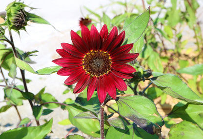 25 RED SUN SUNFLOWER Helianthus Annuus Flower Seeds