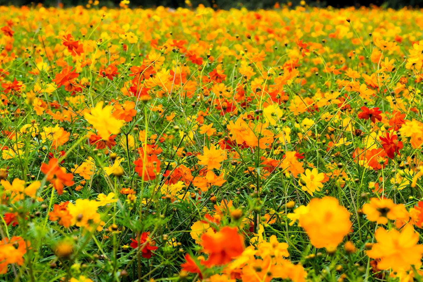 300 BRIGHT LIGHTS COSMOS Mix Mixed Colors Red Orange Yel Bipinnatus Flower Seeds
