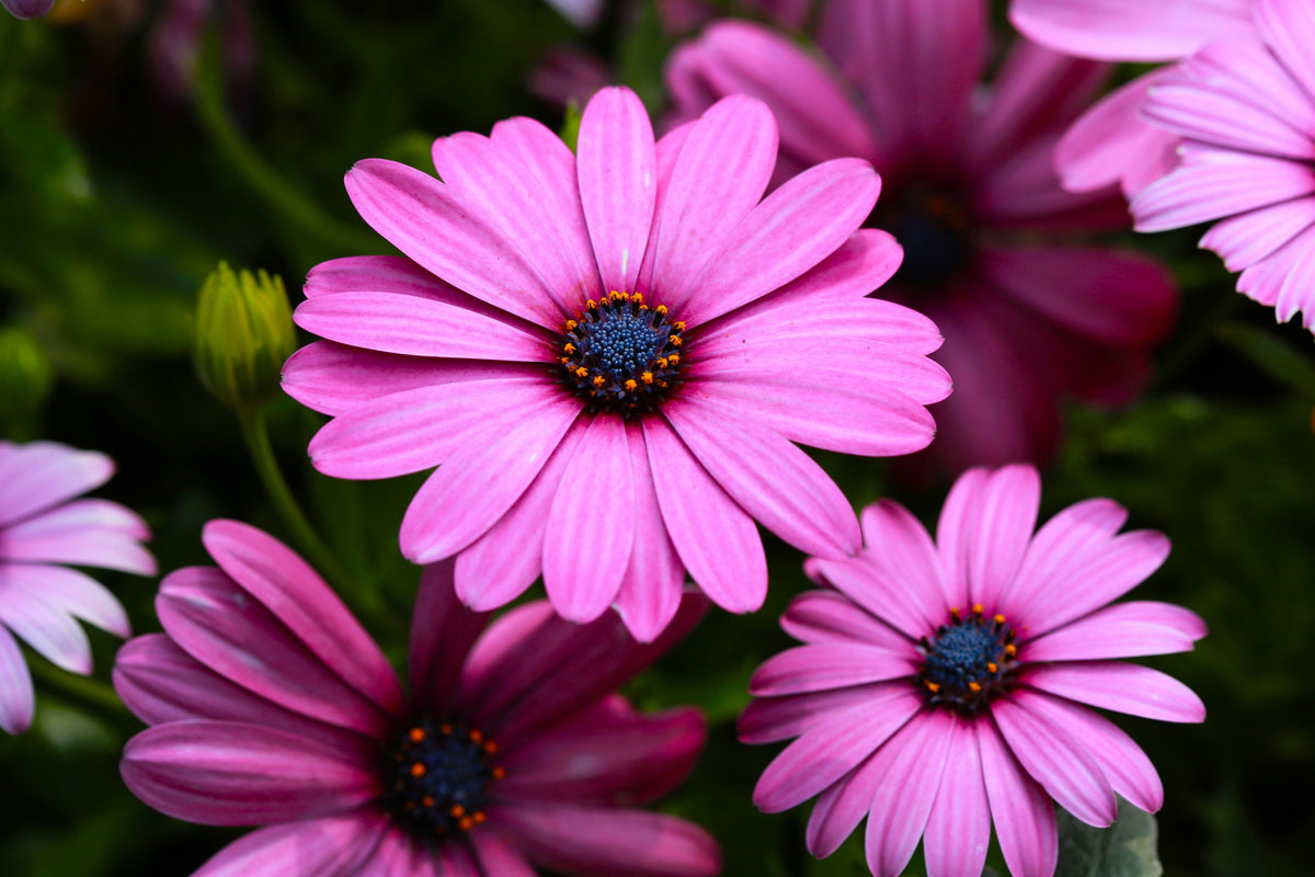 20 MIXED COLORS OSTEOSPERMUM Ecklonis African Cape Daisy Flower Seeds