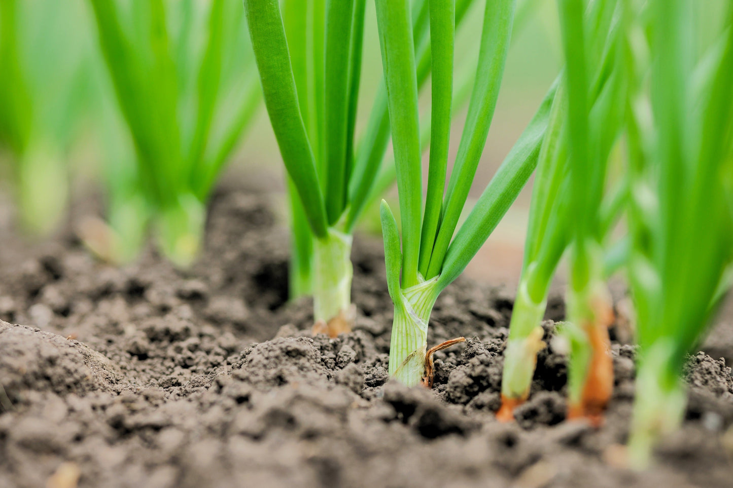 300 Evergreen NEBUKA BUNCHING ONION Japanese Allium Fistulosum Vegetable Seeds