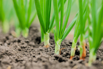 300 Evergreen NEBUKA BUNCHING ONION Japanese Allium Fistulosum Vegetable Seeds