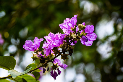 35 LILAC Light Purple CREPE MYRTLE Lagerstroemia Indica Flowering Shrub Bush Small Tree Seeds