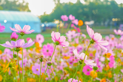 300 DWARF PINK COSMOS Cosmos Bipinnatus Flower Seeds