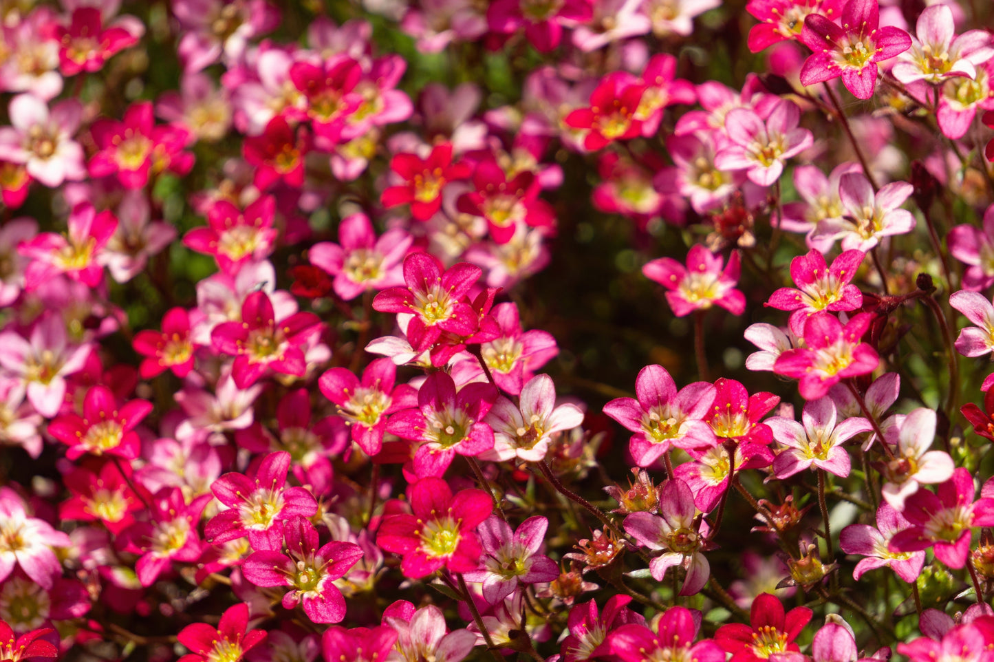 50 ROSE ROBE SAXIFRAGA Arendsii Mossy Rockfoil Evergreen Flower Seeds