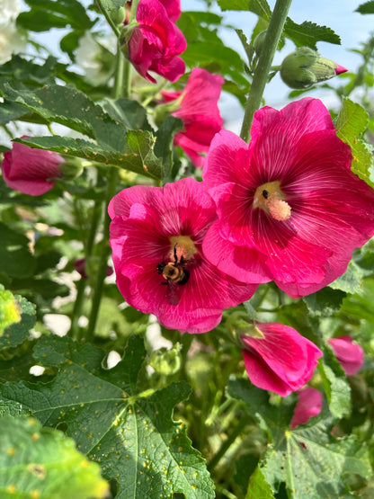 25 BRIGHT PINK HOLLYHOCK Alcea Rosea Flower Seeds Perennial