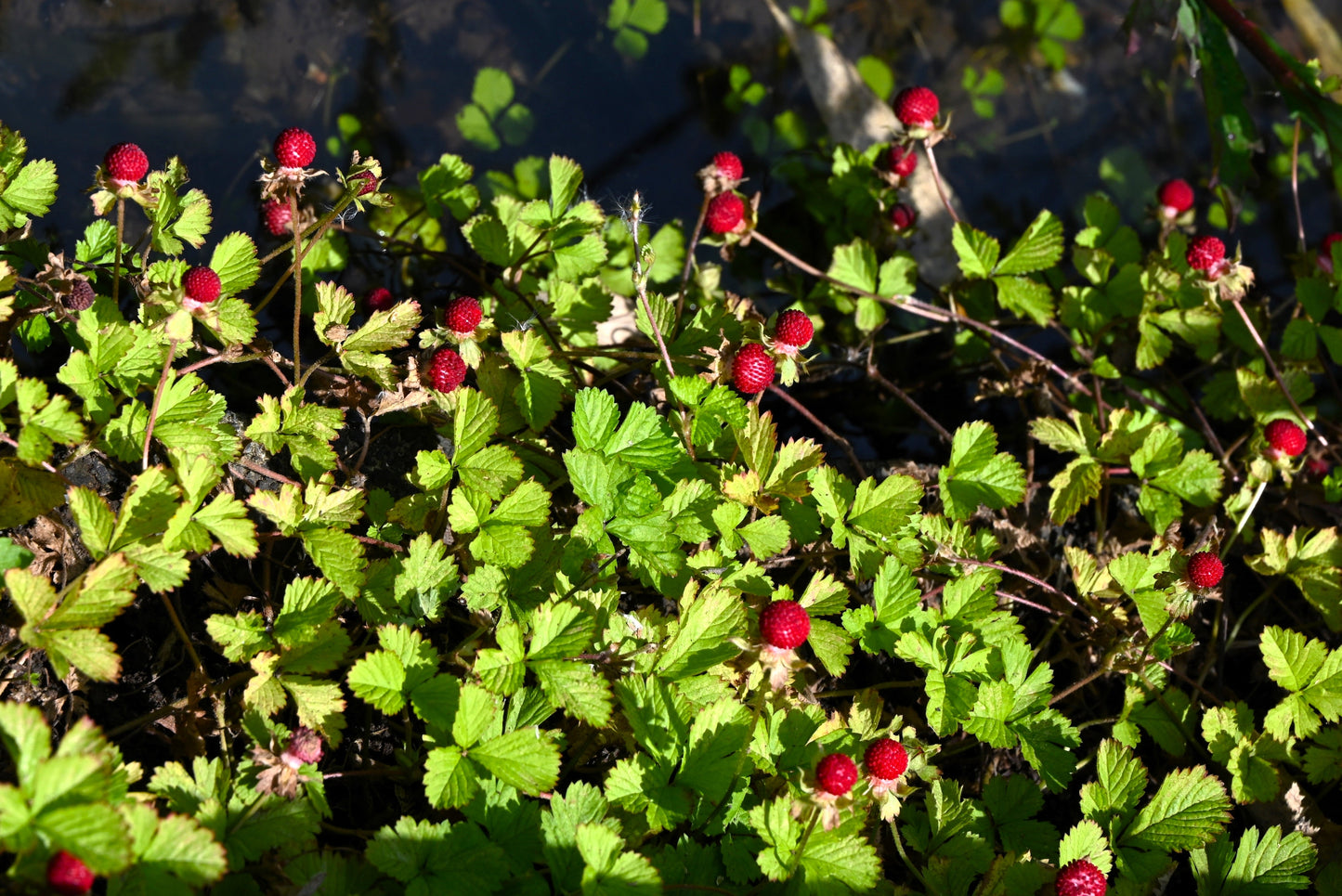 50 Red Indian TUTTIFRUTTI STRAWBERRY Duchesnea Indica Flower Berry Fruit Seed