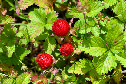 50 Red Indian TUTTIFRUTTI STRAWBERRY Duchesnea Indica Flower Berry Fruit Seed