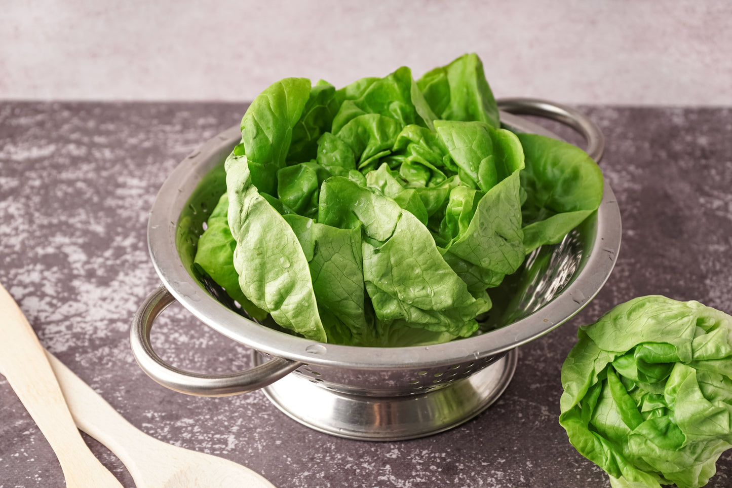2000 BIBB LETTUCE Butterhead Lactuca Sativa Vegetable Seeds