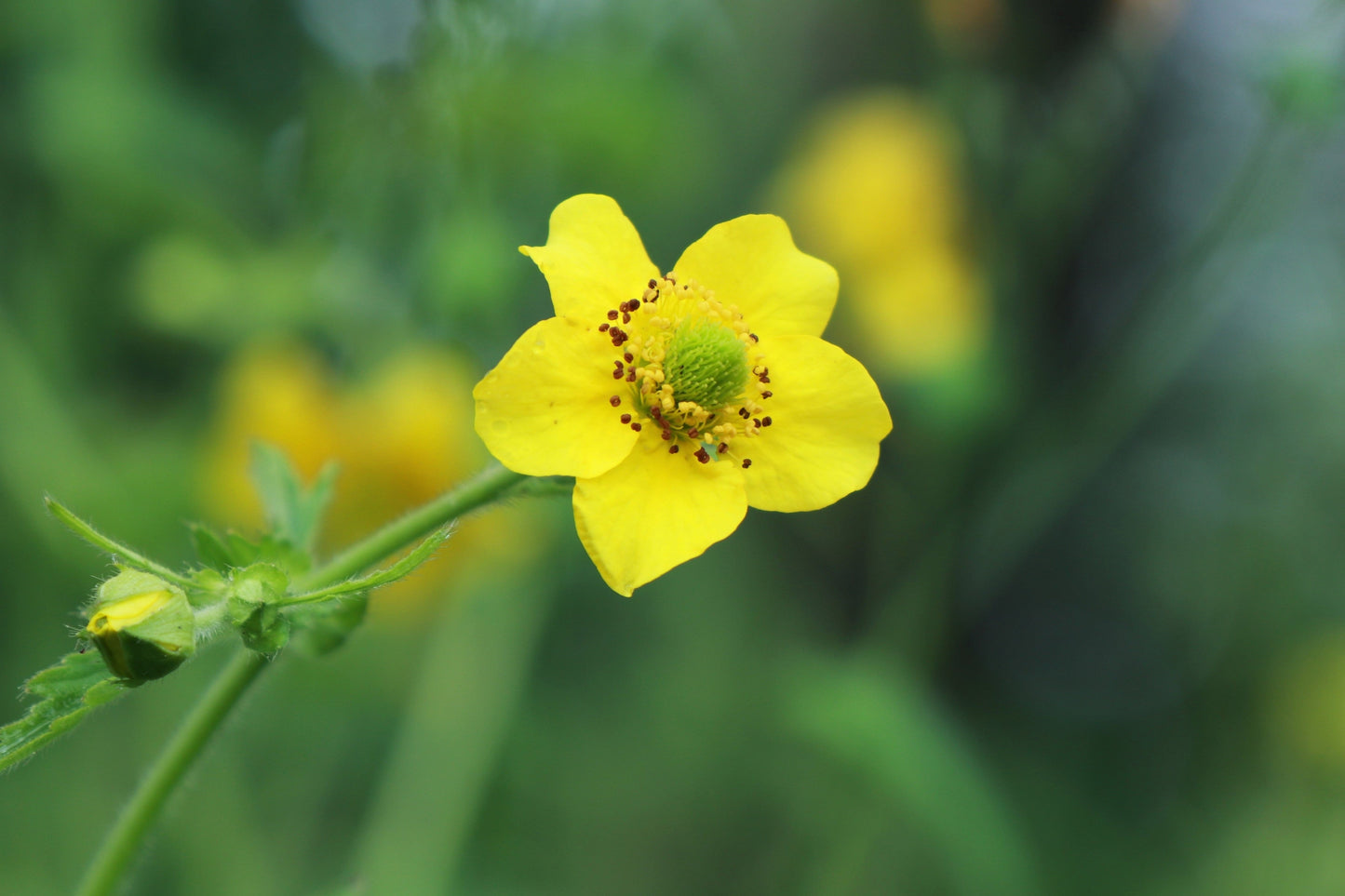 100 YELLOW AVENS Geum Aleppicum Moist Wetland Flower Seeds
