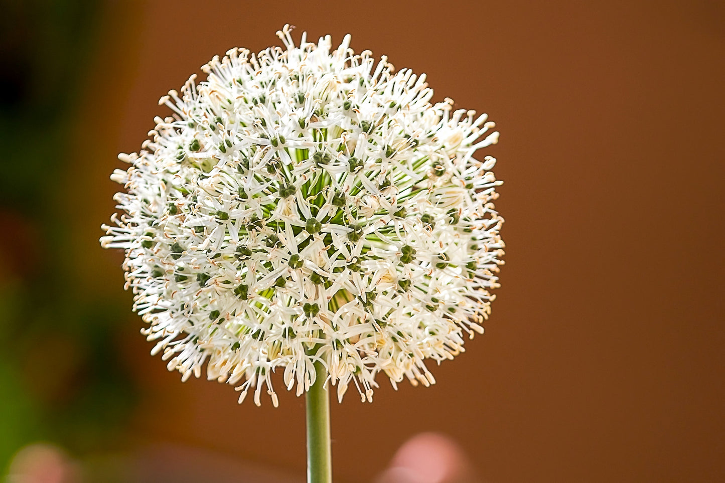 300 Evergreen NEBUKA BUNCHING ONION Japanese Allium Fistulosum Vegetable Seeds