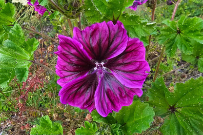 20 MAURITIAN MALVA Mallow Malva sylvestris var. mauritania Flower Seeds