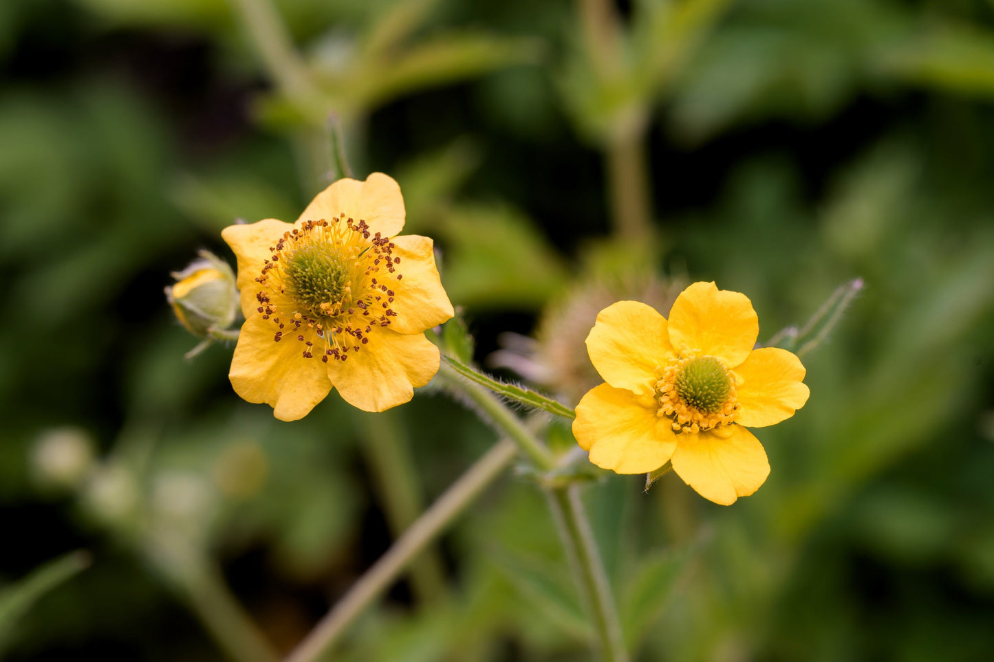 100 YELLOW AVENS Geum Aleppicum Moist Wetland Flower Seeds