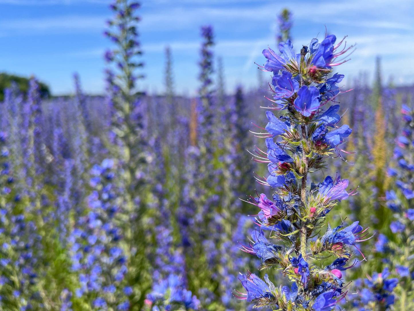 100 Blue VIPERS BUGLOSS Echium Vulgare Blue Flower Seeds
