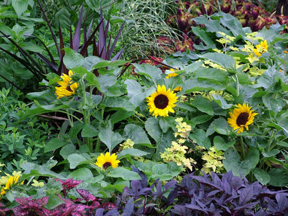 30 INCREDIBLE DWARF SUNFLOWER Helianthus Annuus Flower Seeds
