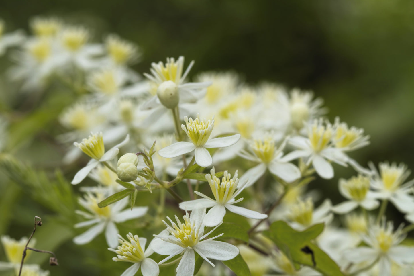 20 WHITE CLEMATIS Virginiana / Virgins Bower Flower Vine Seeds
